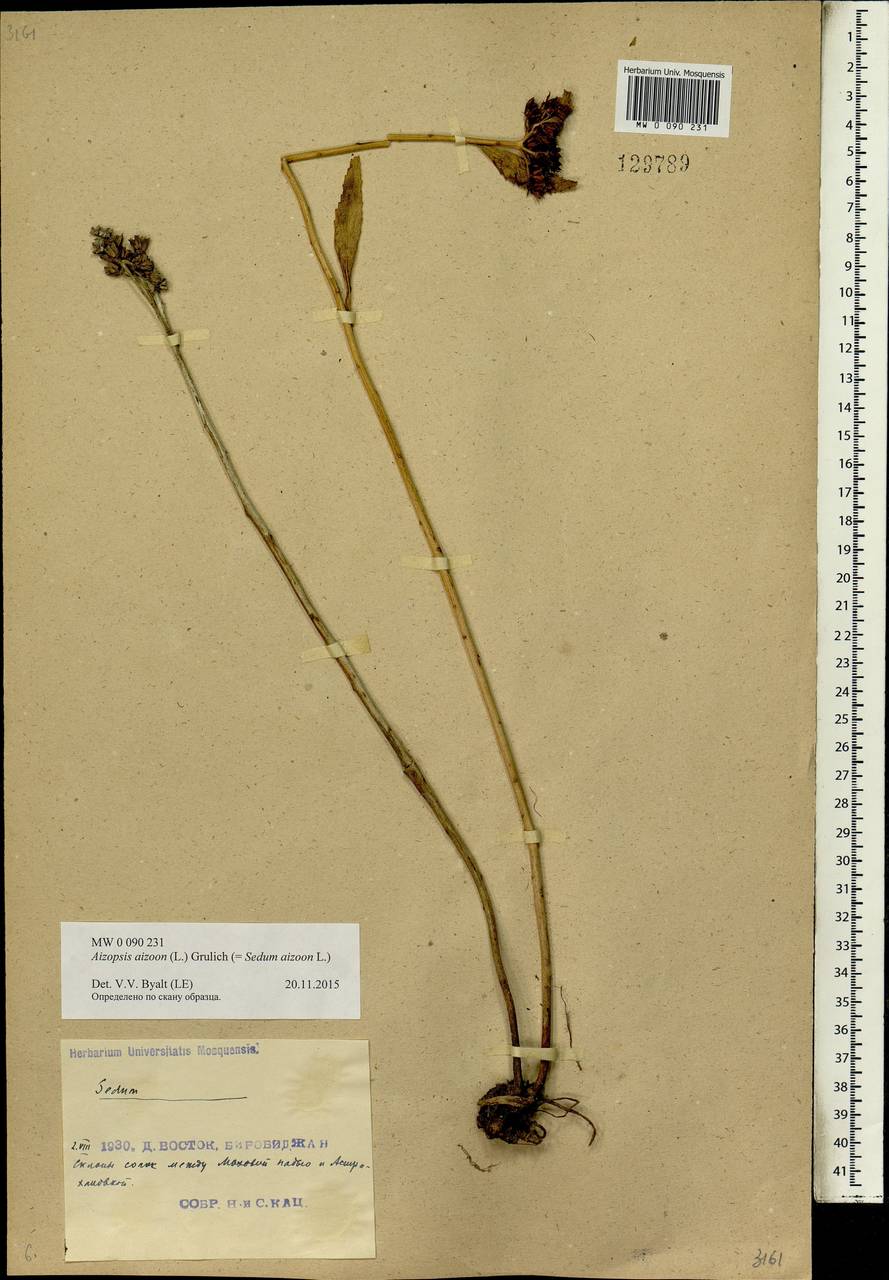 Phedimus aizoon (L.) 't Hart, Siberia, Russian Far East (S6) (Russia)