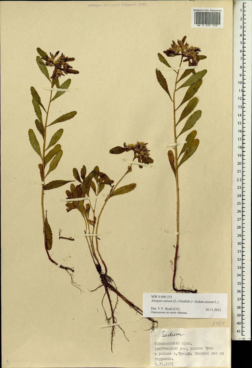 Phedimus aizoon (L.) 't Hart, Siberia, Central Siberia (S3) (Russia)
