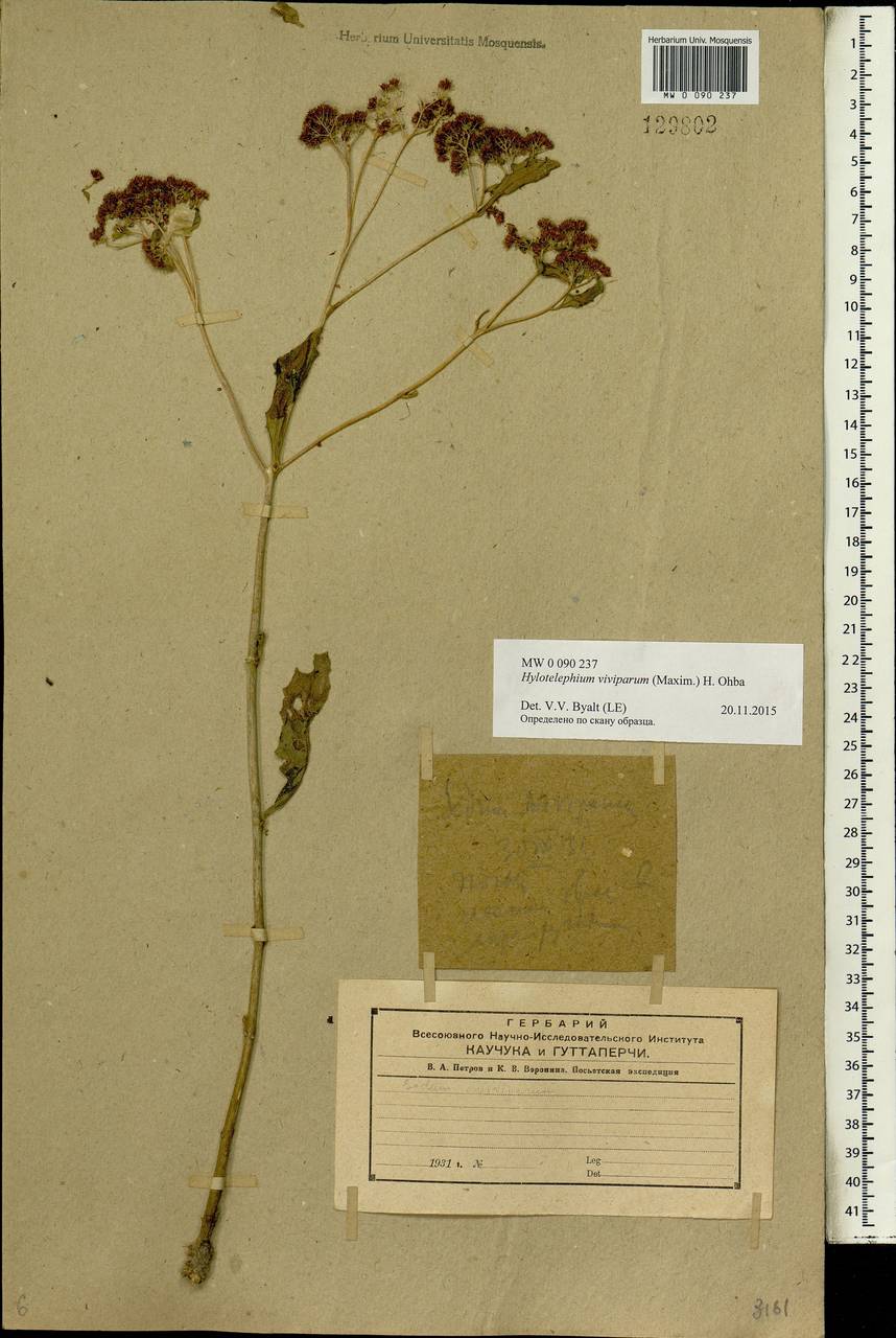 Hylotelephium viviparum (Maxim.) H. Ohba, Siberia, Russian Far East (S6) (Russia)