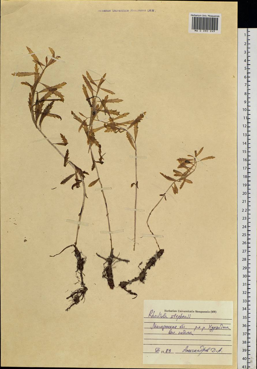 Rhodiola stephanii (Cham.) Trautv. & Mey., Siberia, Chukotka & Kamchatka (S7) (Russia)