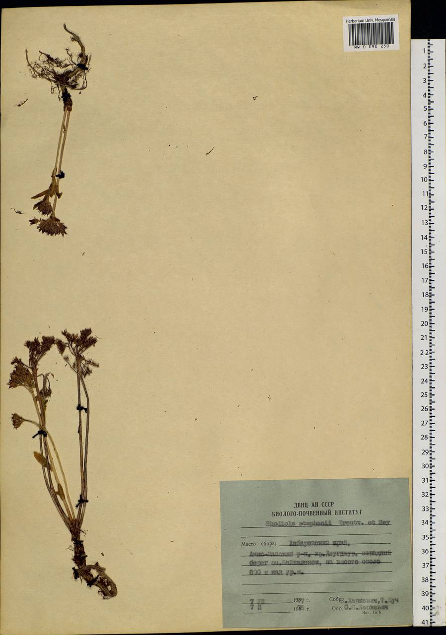 Rhodiola stephanii (Cham.) Trautv. & Mey., Siberia, Russian Far East (S6) (Russia)