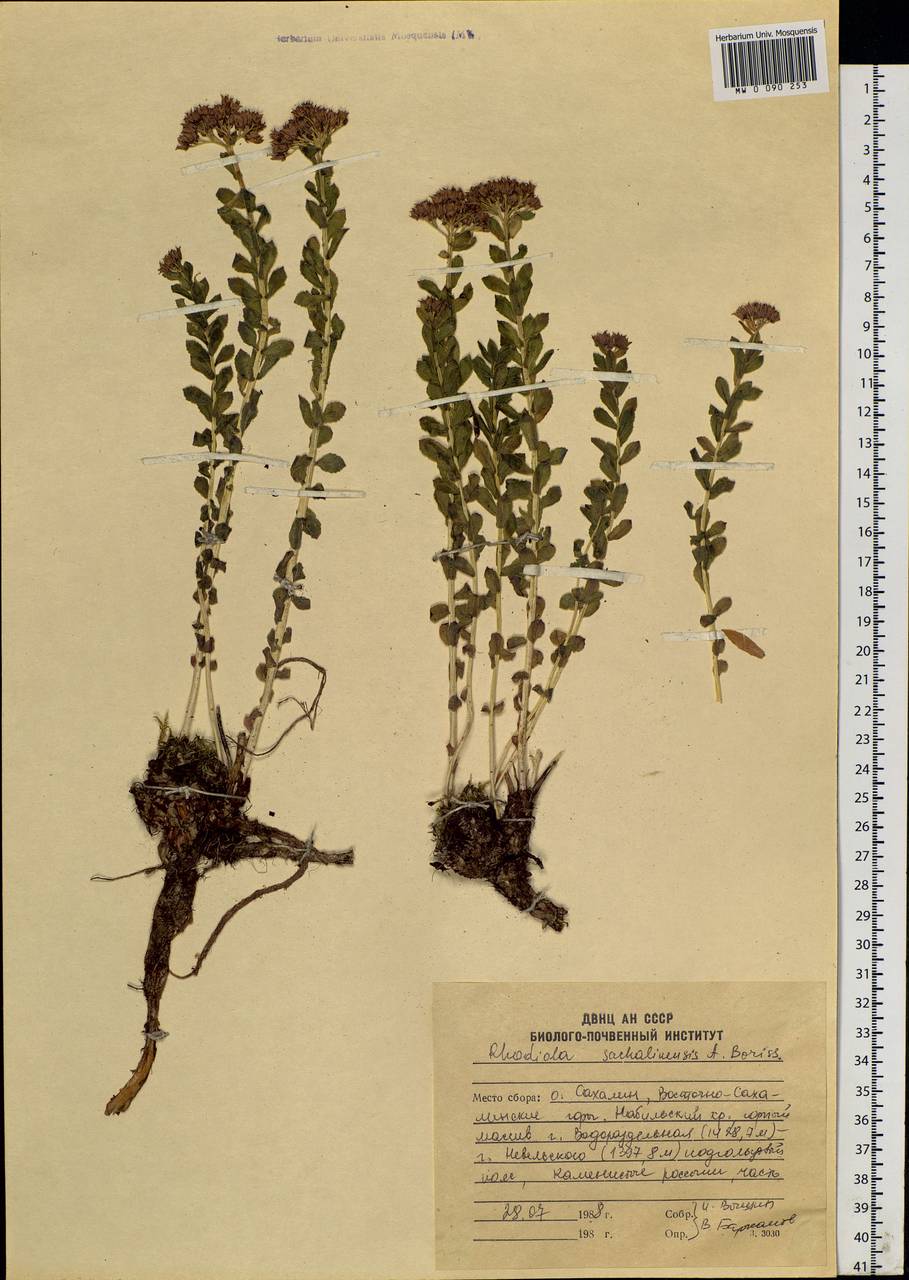 Rhodiola rosea L., Siberia, Russian Far East (S6) (Russia)