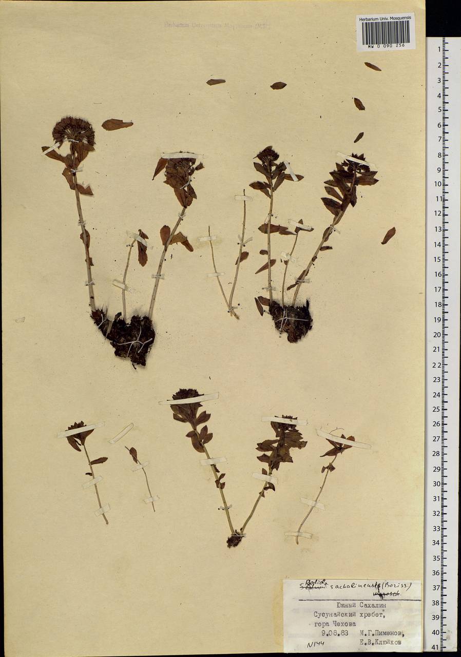 Rhodiola rosea L., Siberia, Russian Far East (S6) (Russia)