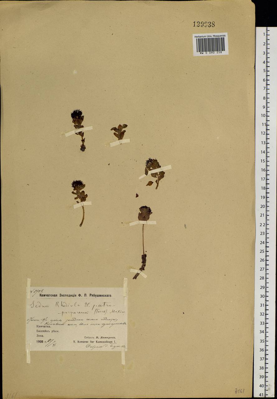Rhodiola rosea L., Siberia, Chukotka & Kamchatka (S7) (Russia)