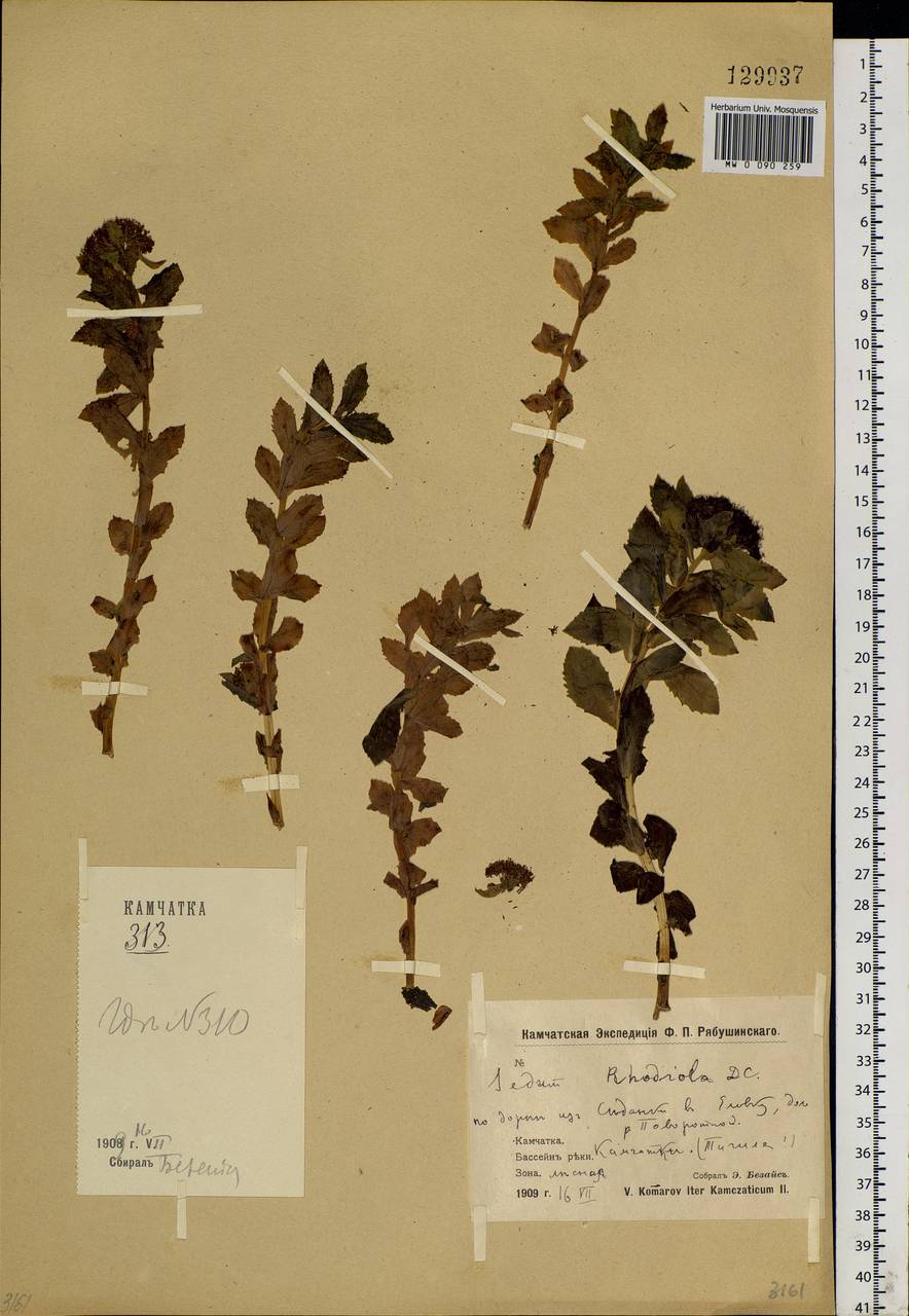 Rhodiola rosea L., Siberia, Chukotka & Kamchatka (S7) (Russia)