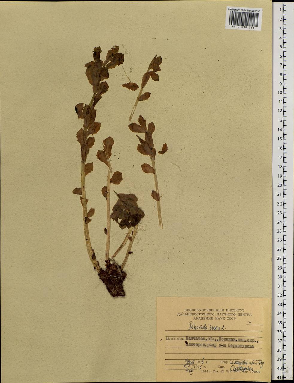 Rhodiola rosea L., Siberia, Chukotka & Kamchatka (S7) (Russia)