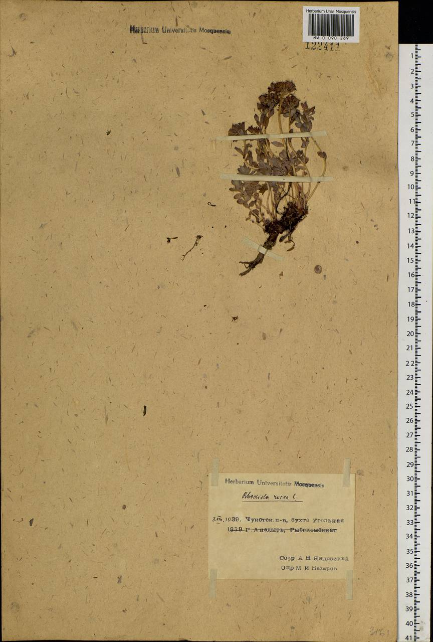 Rhodiola rosea L., Siberia, Chukotka & Kamchatka (S7) (Russia)