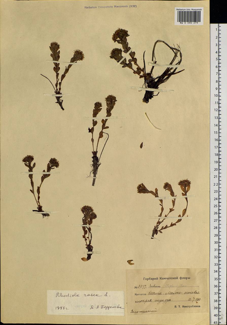 Rhodiola rosea L., Siberia, Chukotka & Kamchatka (S7) (Russia)