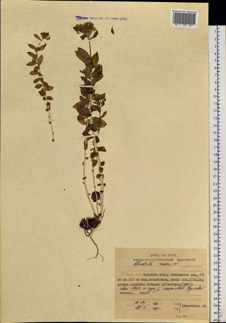 Rhodiola rosea L., Siberia, Russian Far East (S6) (Russia)