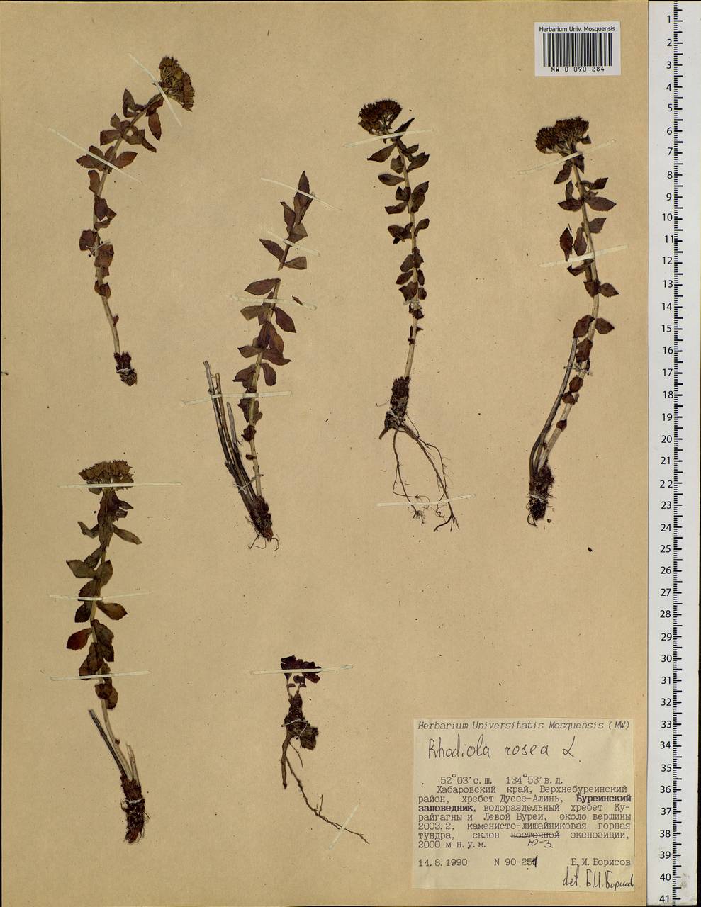 Rhodiola rosea L., Siberia, Russian Far East (S6) (Russia)