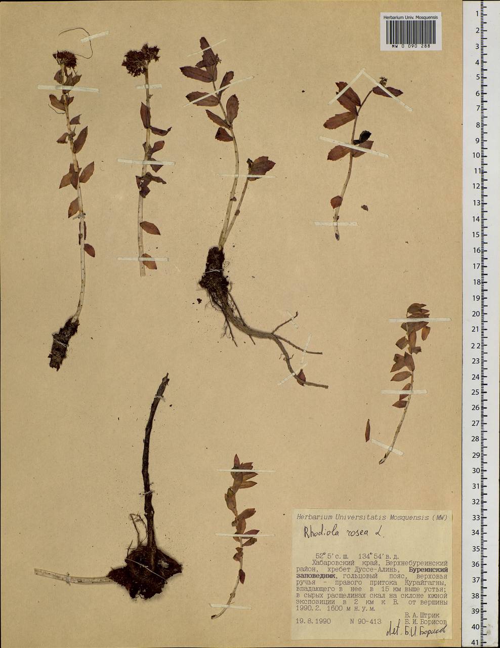 Rhodiola rosea L., Siberia, Russian Far East (S6) (Russia)