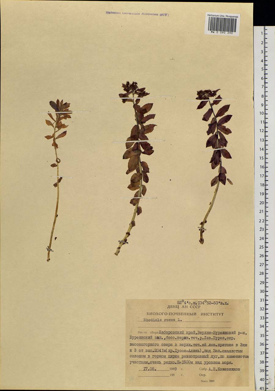 Rhodiola rosea L., Siberia, Russian Far East (S6) (Russia)