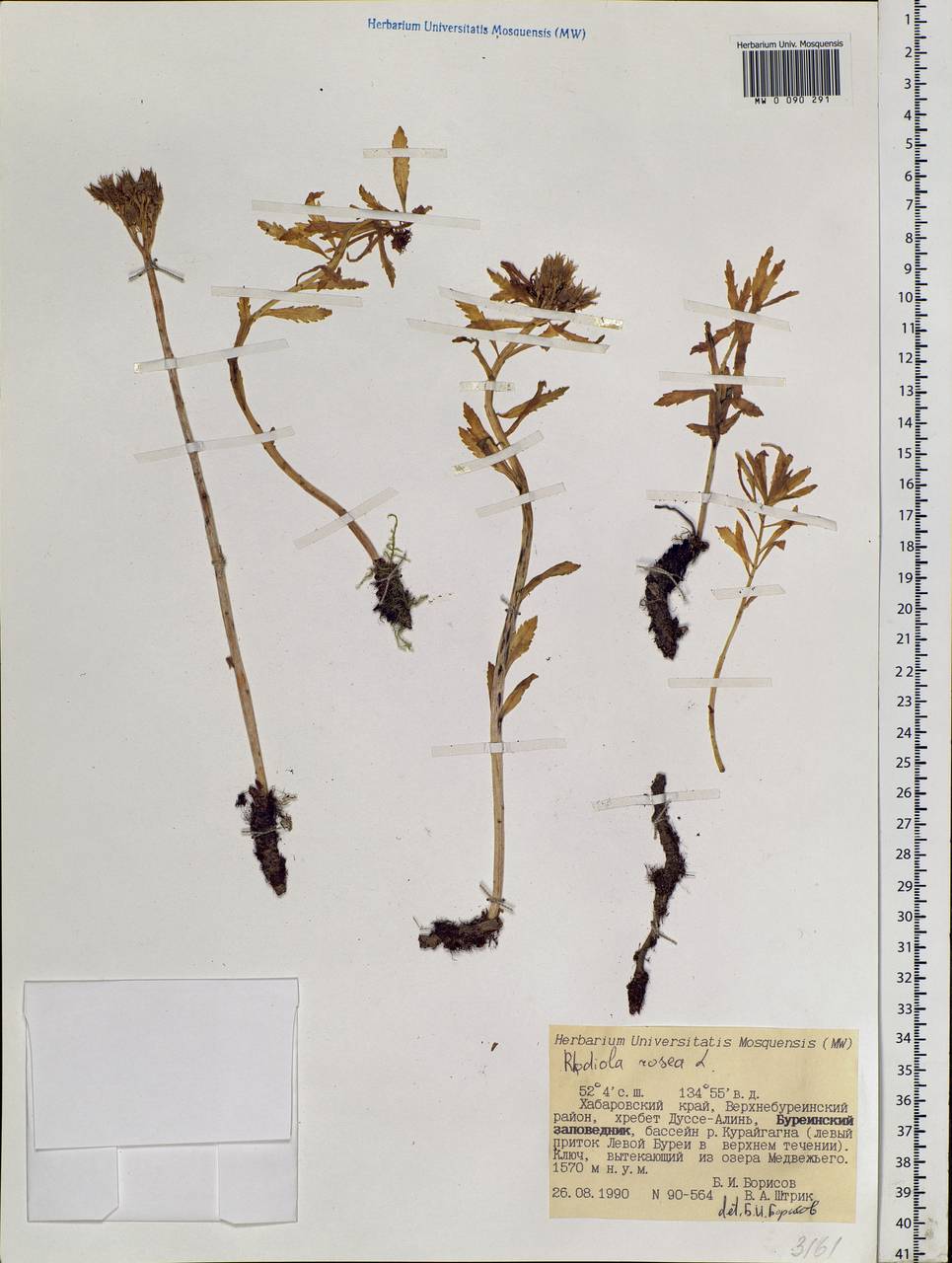 Rhodiola rosea L., Siberia, Russian Far East (S6) (Russia)