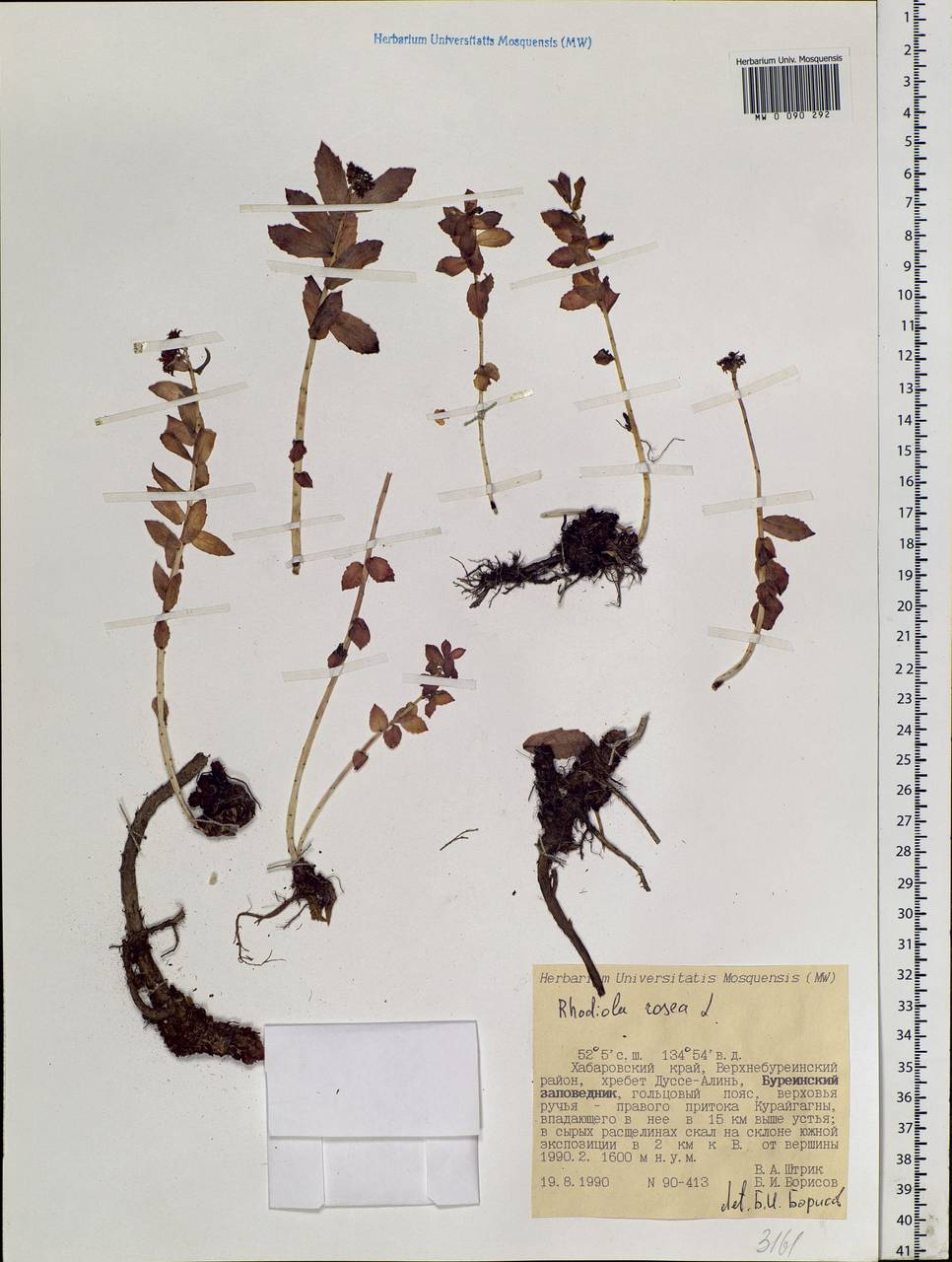 Rhodiola rosea L., Siberia, Russian Far East (S6) (Russia)