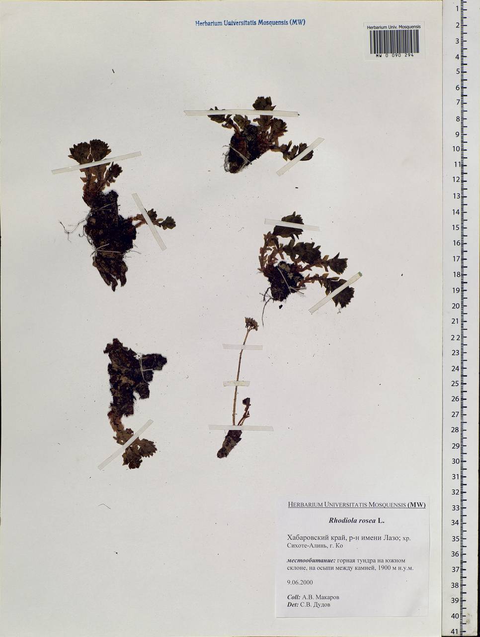 Rhodiola rosea L., Siberia, Russian Far East (S6) (Russia)