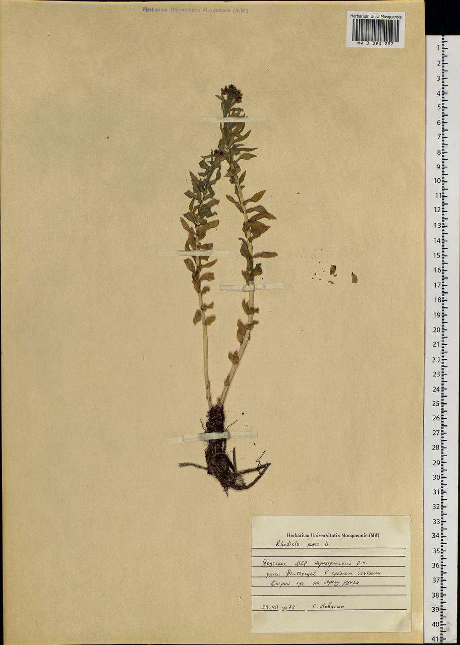 Rhodiola rosea L., Siberia, Yakutia (S5) (Russia)