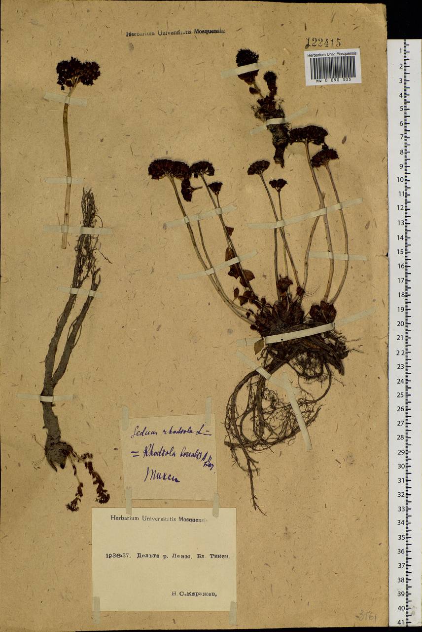 Rhodiola rosea L., Siberia, Yakutia (S5) (Russia)