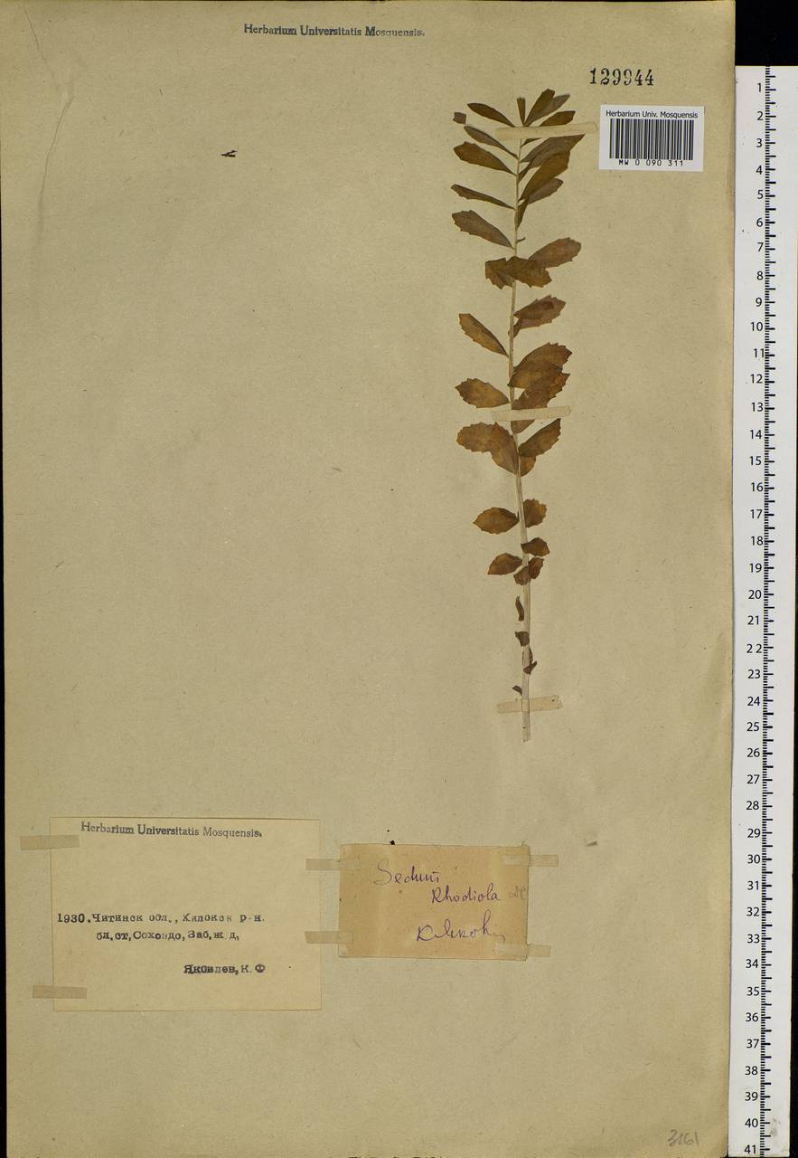 Rhodiola rosea L., Siberia, Baikal & Transbaikal region (S4) (Russia)