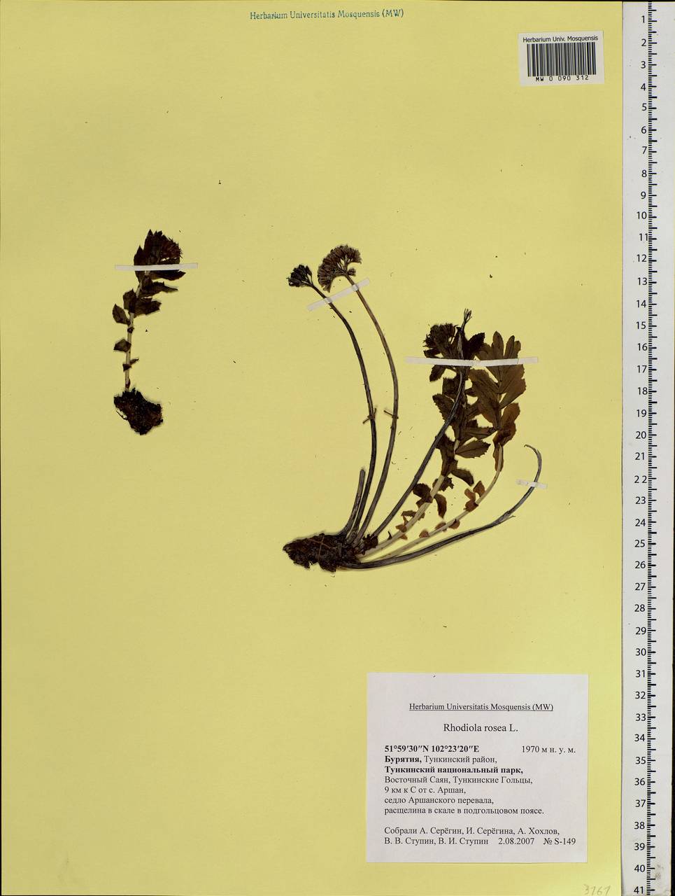 Rhodiola rosea L., Siberia, Baikal & Transbaikal region (S4) (Russia)