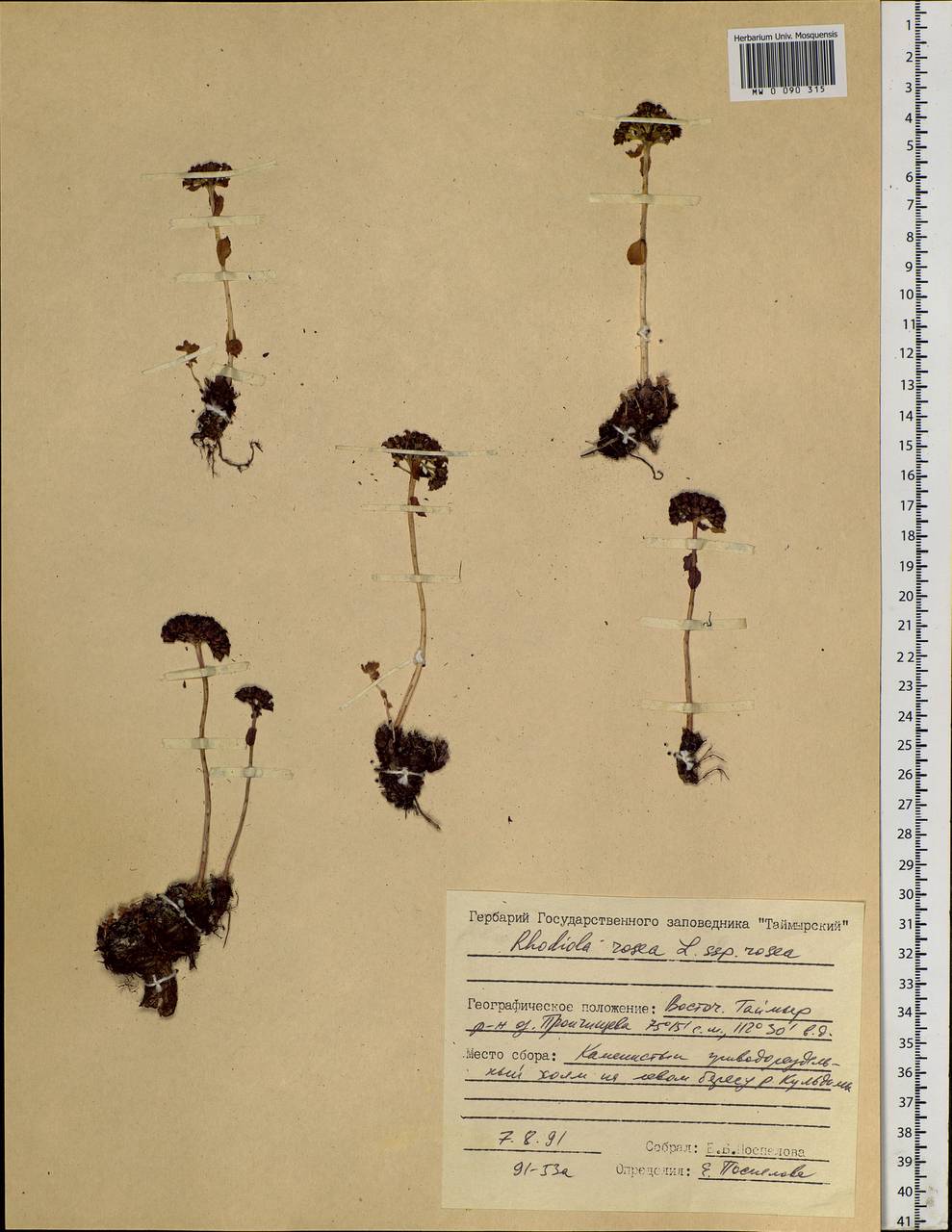 Rhodiola rosea L., Siberia, Central Siberia (S3) (Russia)