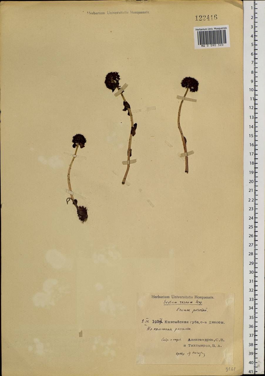 Rhodiola rosea L., Siberia, Central Siberia (S3) (Russia)