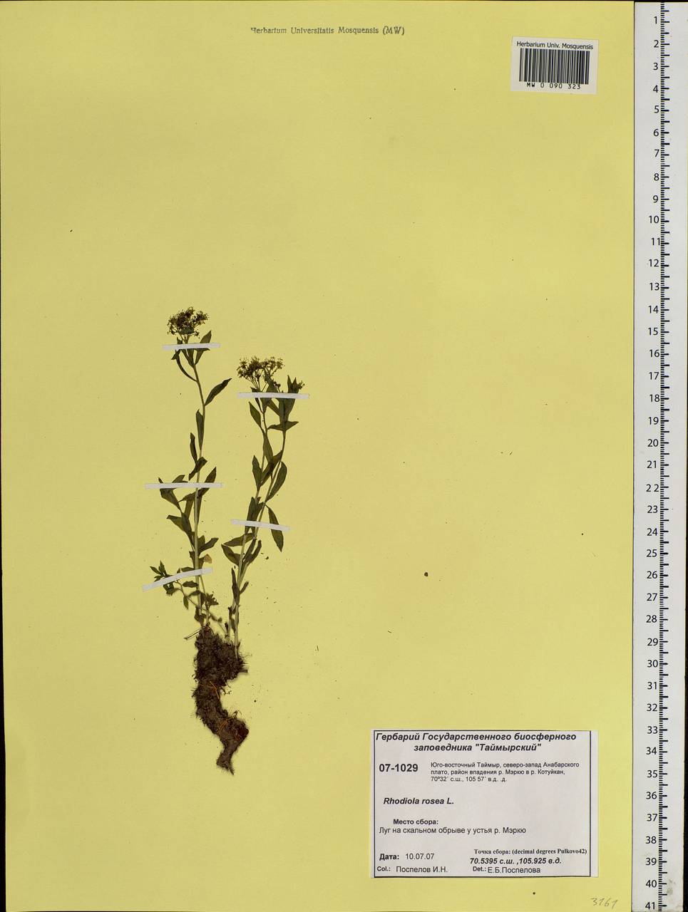 Rhodiola rosea L., Siberia, Central Siberia (S3) (Russia)