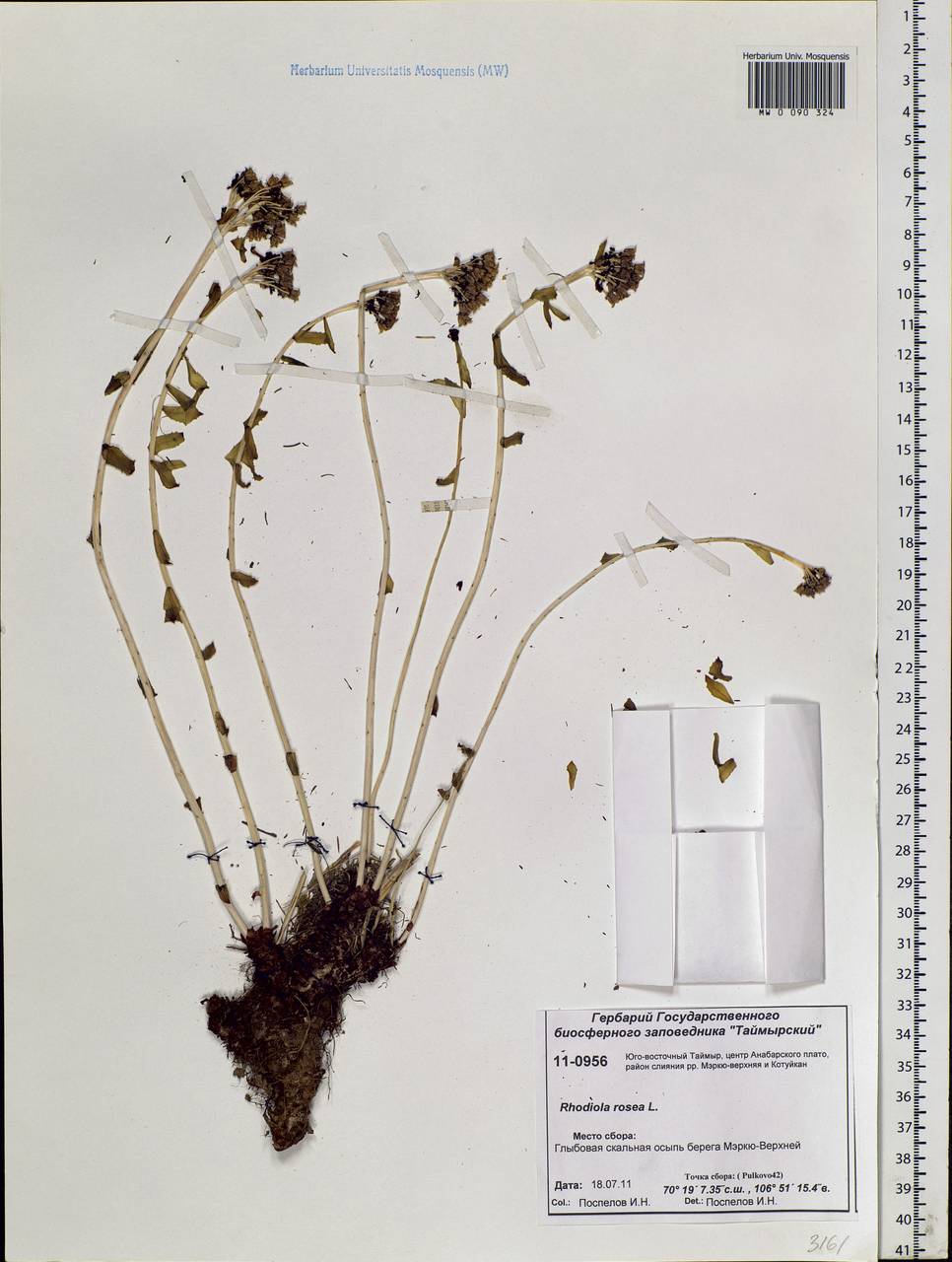 Rhodiola rosea L., Siberia, Central Siberia (S3) (Russia)