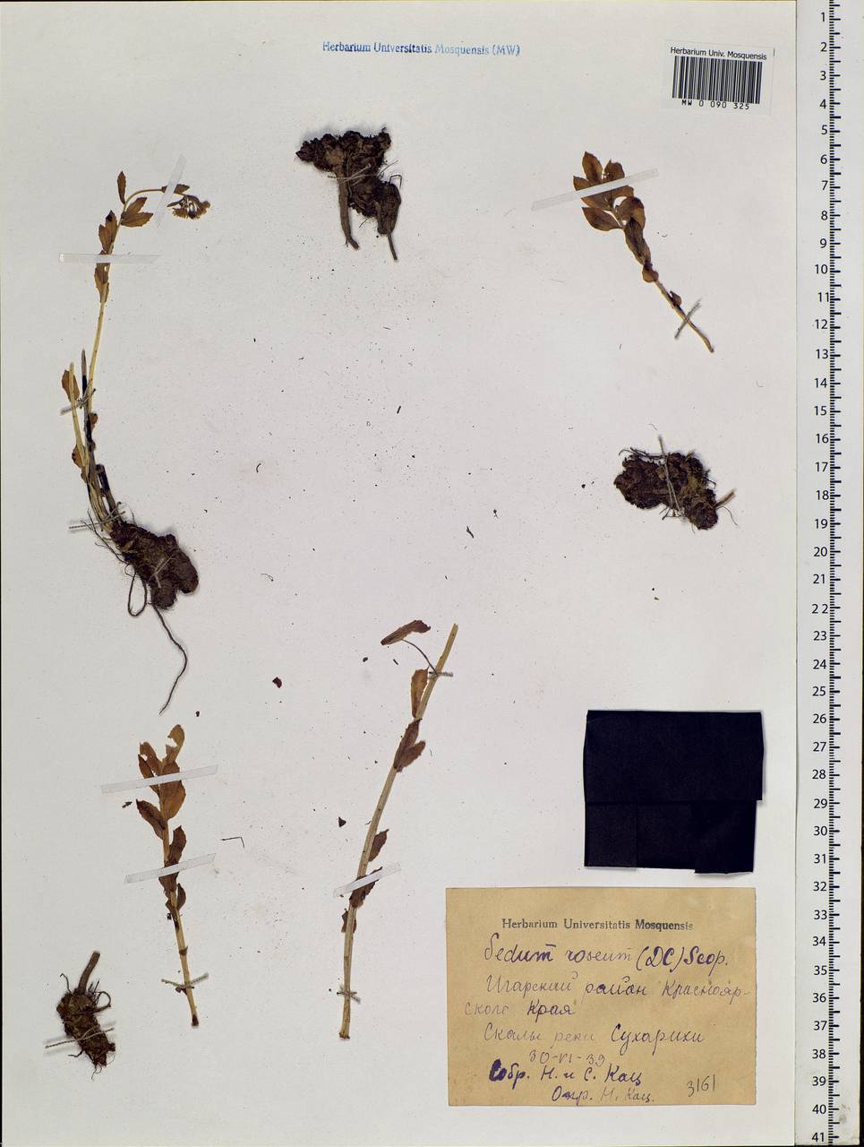 Rhodiola rosea L., Siberia, Central Siberia (S3) (Russia)