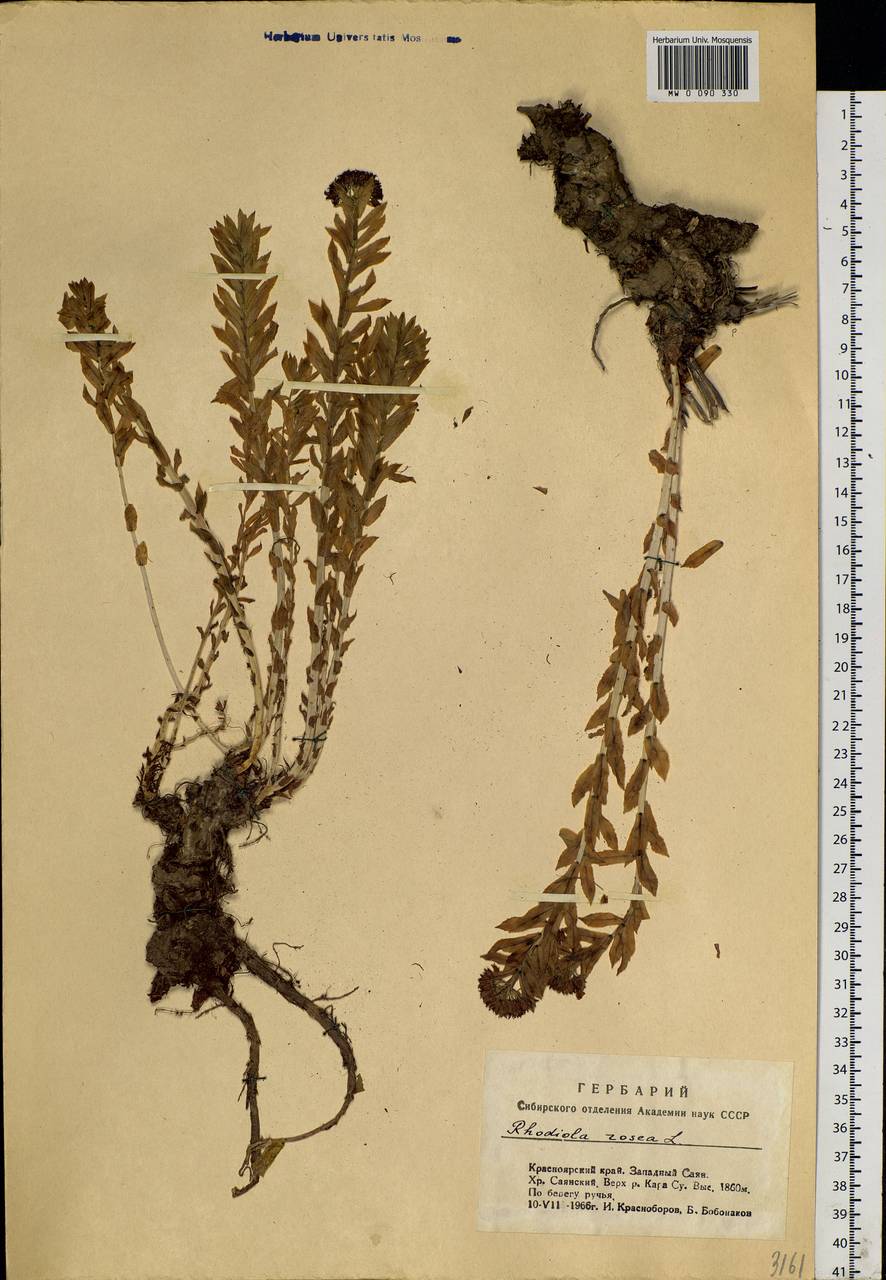 Rhodiola rosea L., Siberia, Altai & Sayany Mountains (S2) (Russia)