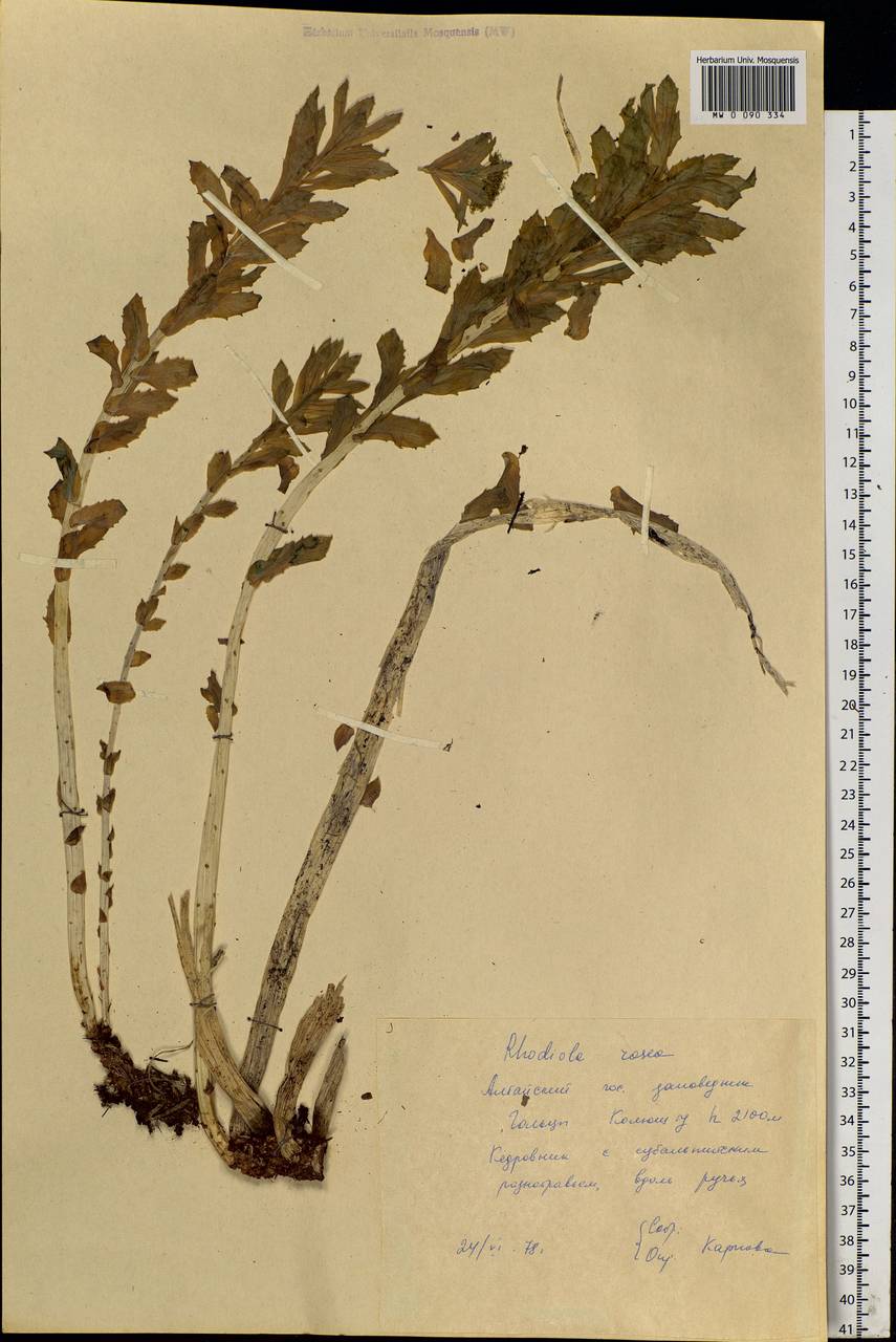 Rhodiola rosea L., Siberia, Altai & Sayany Mountains (S2) (Russia)