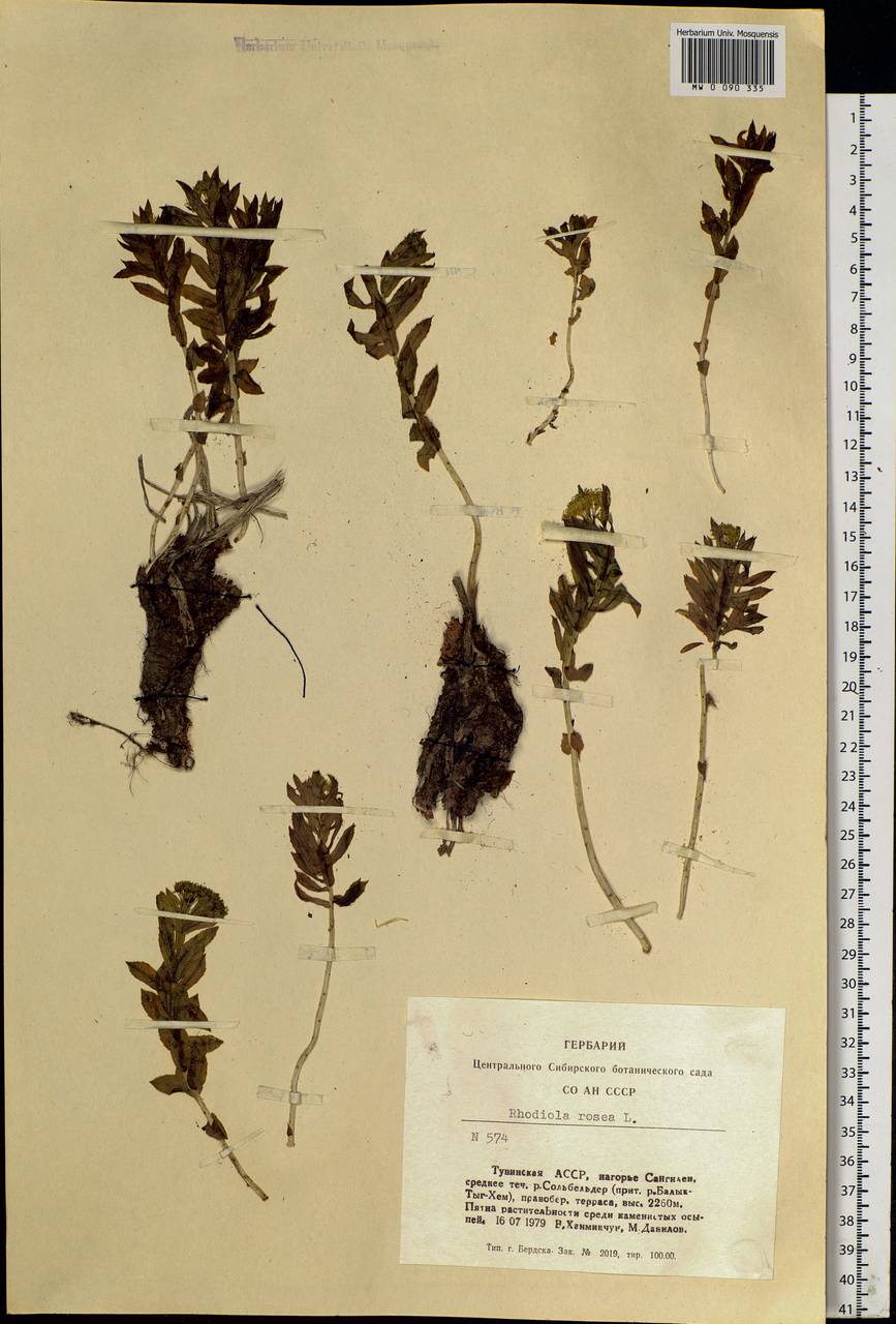 Rhodiola rosea L., Siberia, Altai & Sayany Mountains (S2) (Russia)