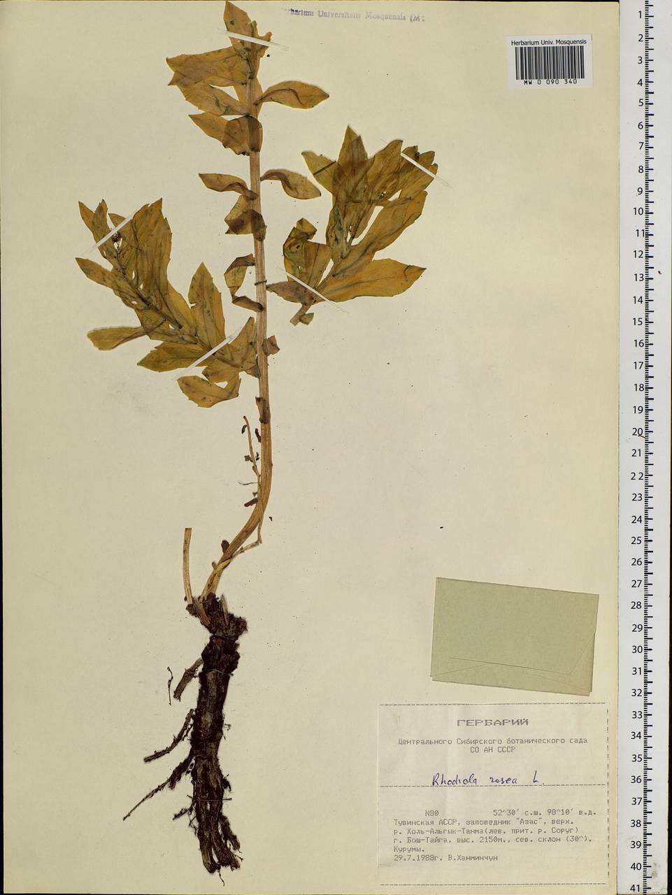 Rhodiola rosea L., Siberia, Altai & Sayany Mountains (S2) (Russia)