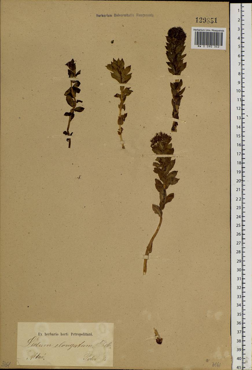 Rhodiola rosea L., Siberia, Altai & Sayany Mountains (S2) (Russia)