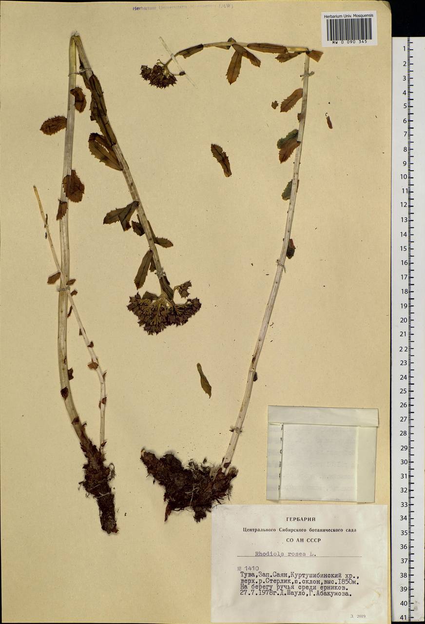 Rhodiola rosea L., Siberia, Altai & Sayany Mountains (S2) (Russia)