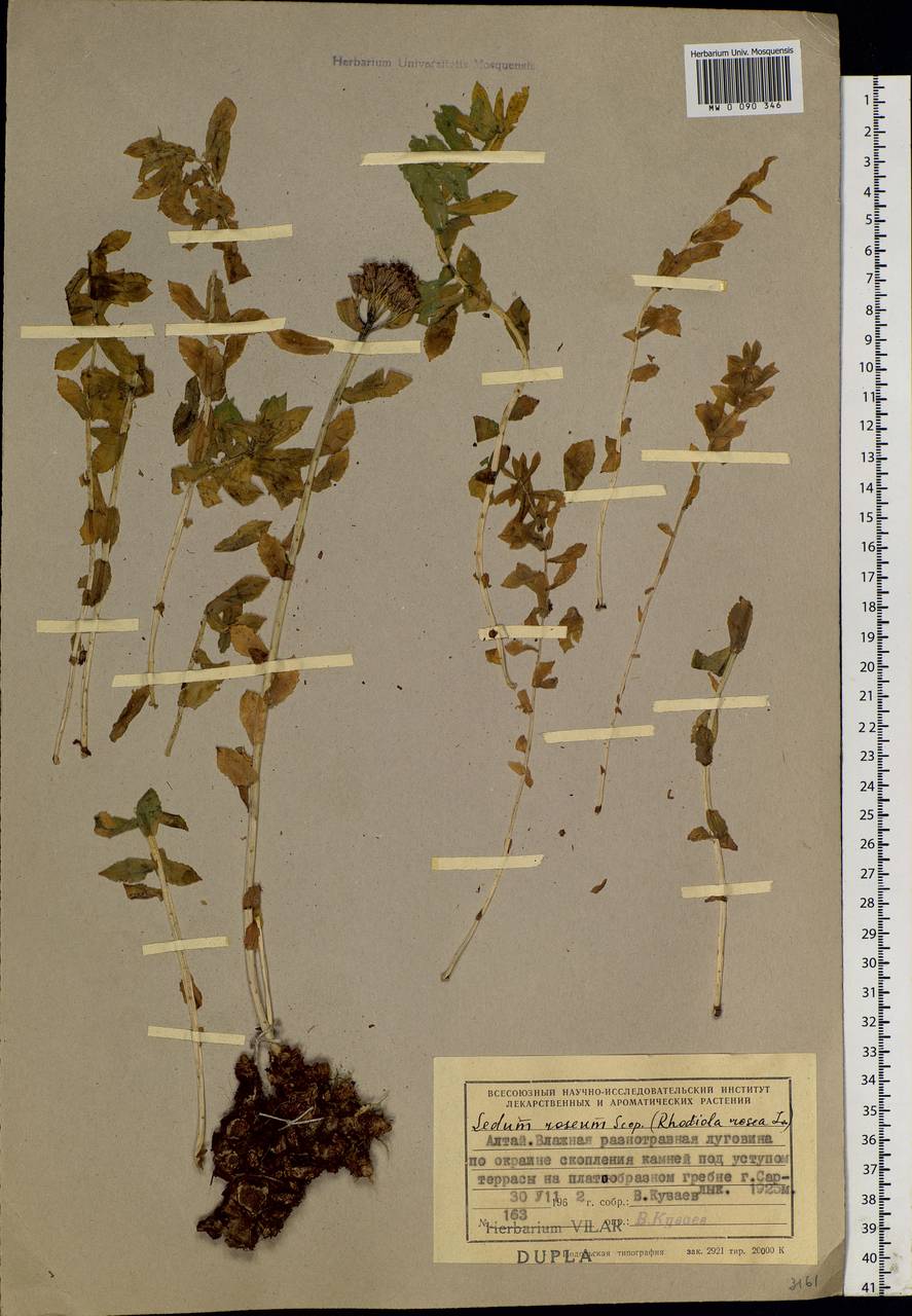 Rhodiola rosea L., Siberia, Altai & Sayany Mountains (S2) (Russia)