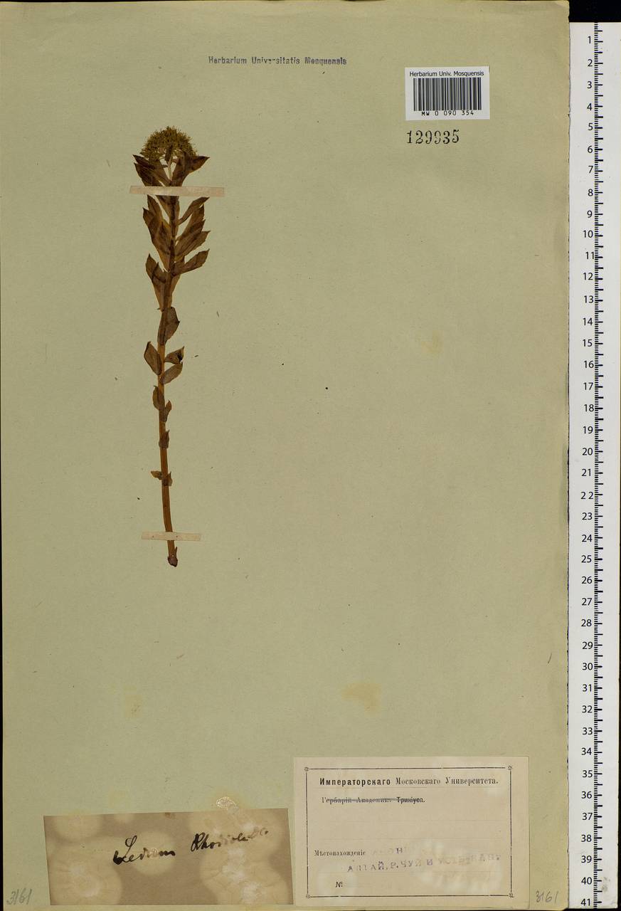 Rhodiola rosea L., Siberia, Altai & Sayany Mountains (S2) (Russia)