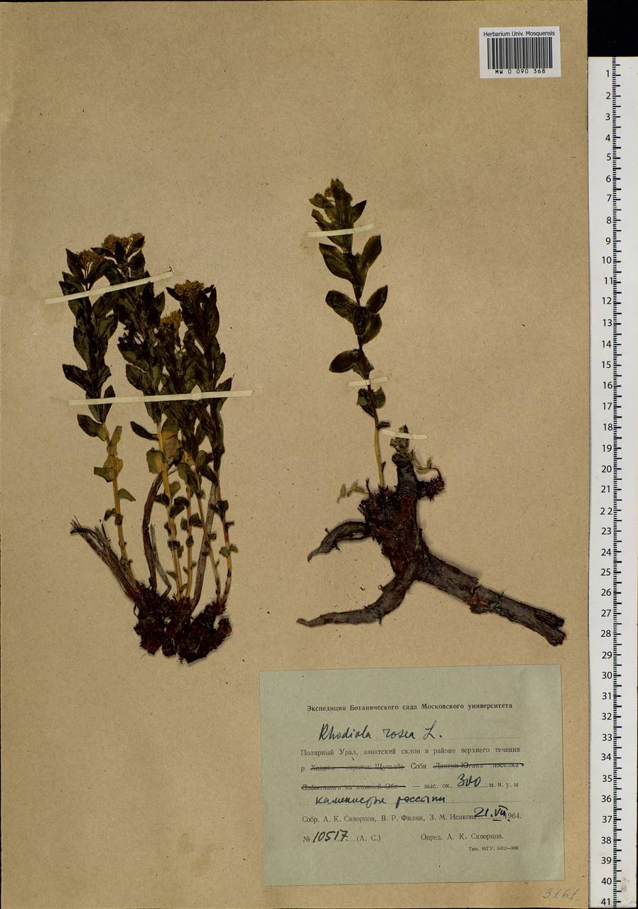 Rhodiola rosea L., Siberia, Western Siberia (S1) (Russia)