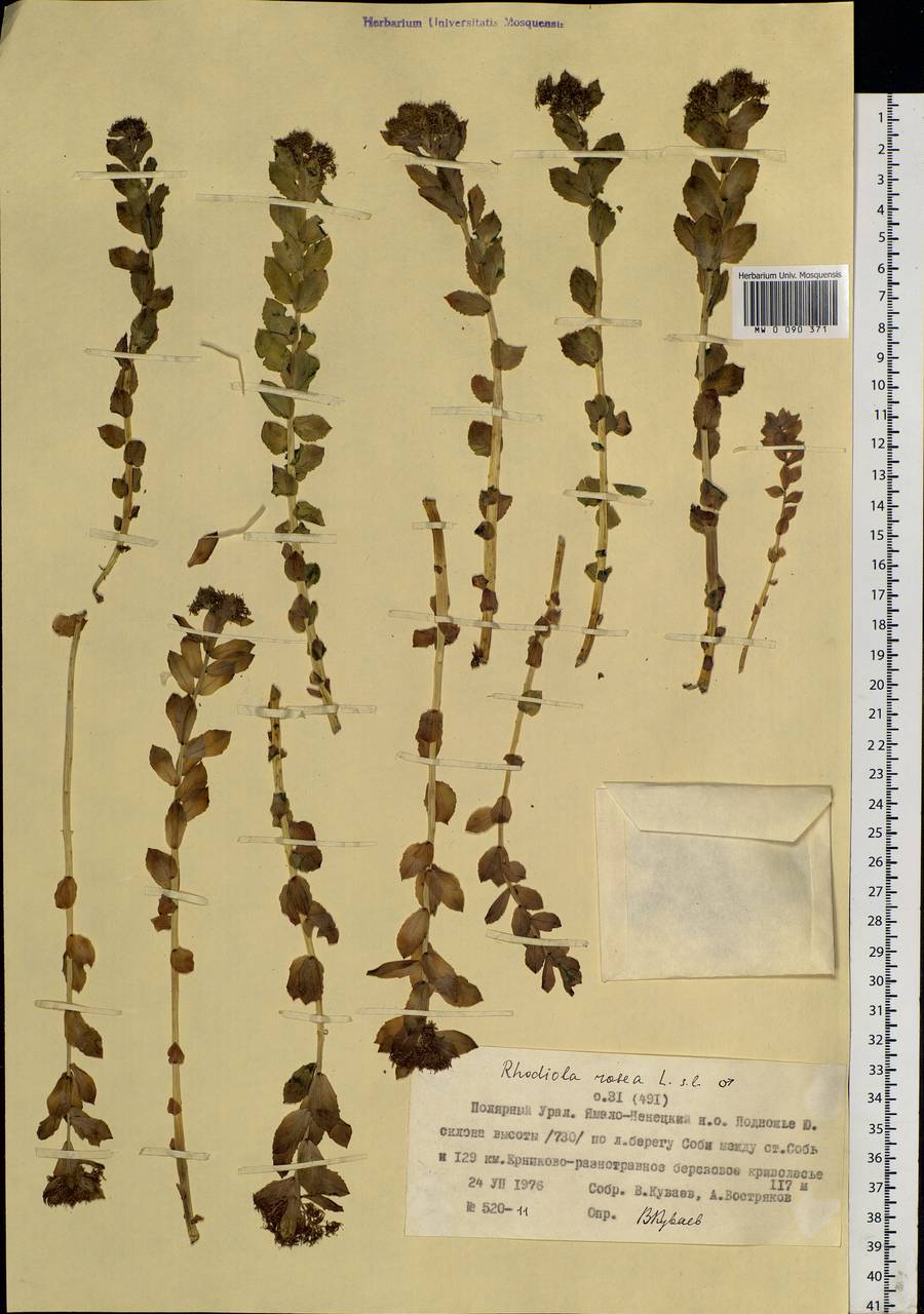 Rhodiola rosea L., Siberia, Western Siberia (S1) (Russia)