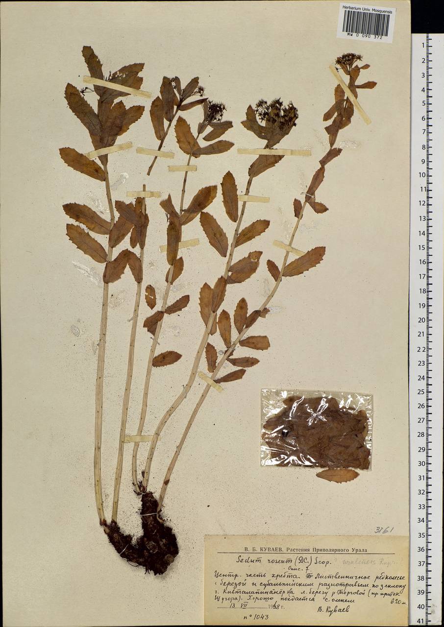 Rhodiola rosea L., Eastern Europe, Northern region (E1) (Russia)