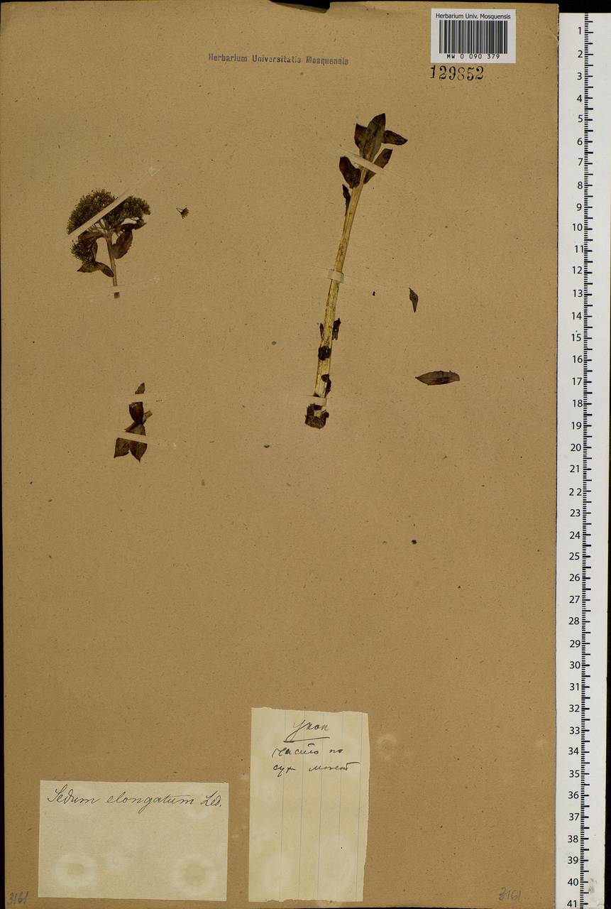 Rhodiola rosea L., Siberia (no precise locality) (S0) (Russia)