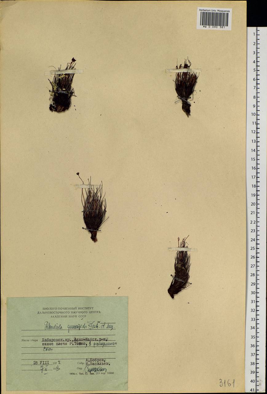 Rhodiola quadrifida (Pall.) Fisch. & C. A. Mey., Siberia, Russian Far East (S6) (Russia)