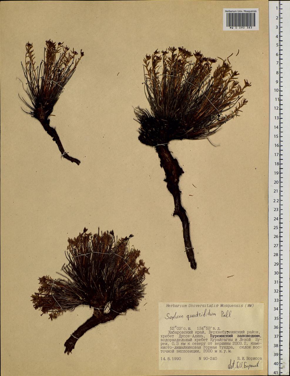 Rhodiola quadrifida (Pall.) Fisch. & C. A. Mey., Siberia, Russian Far East (S6) (Russia)