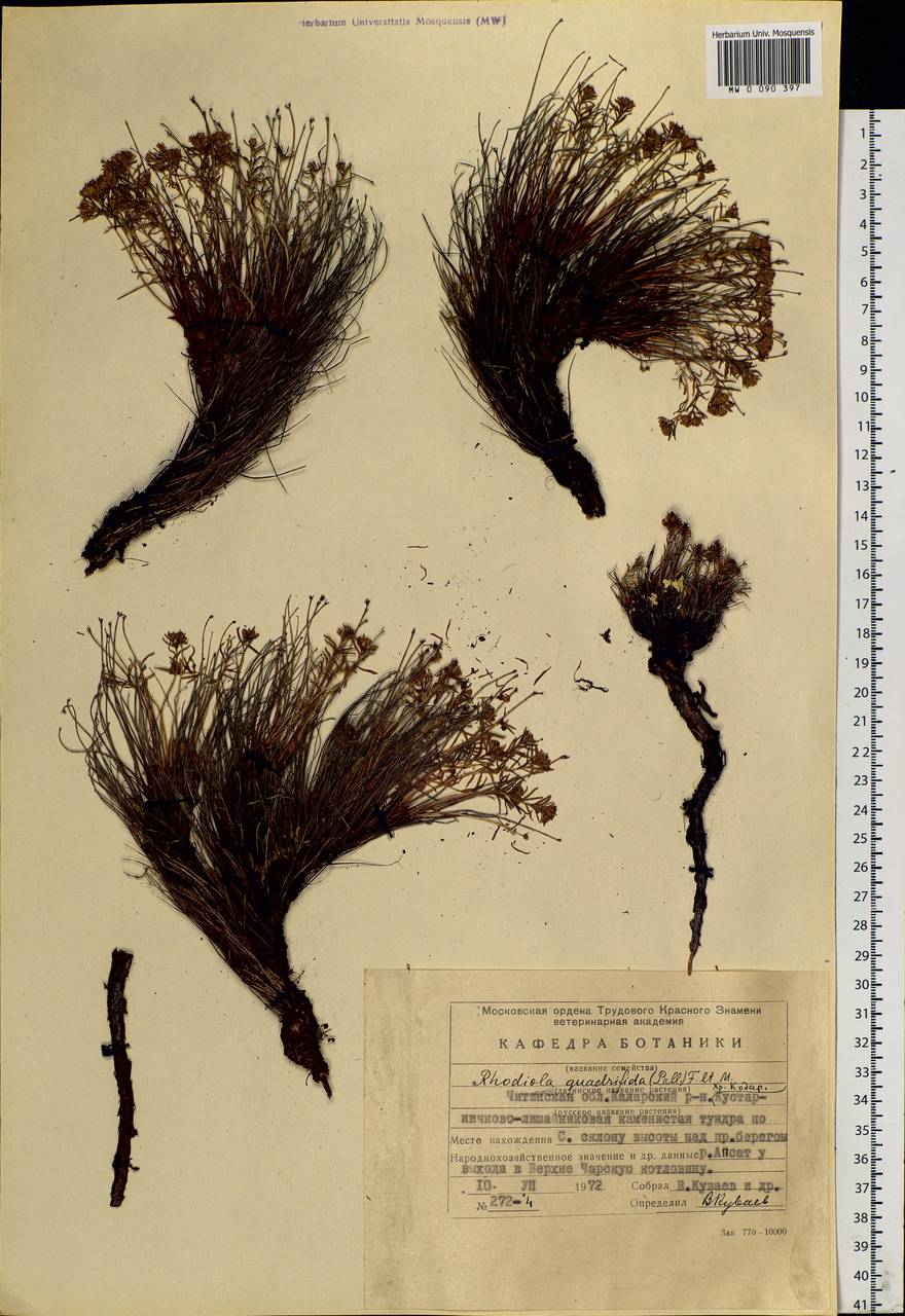 Rhodiola quadrifida (Pall.) Fisch. & C. A. Mey., Siberia, Baikal & Transbaikal region (S4) (Russia)