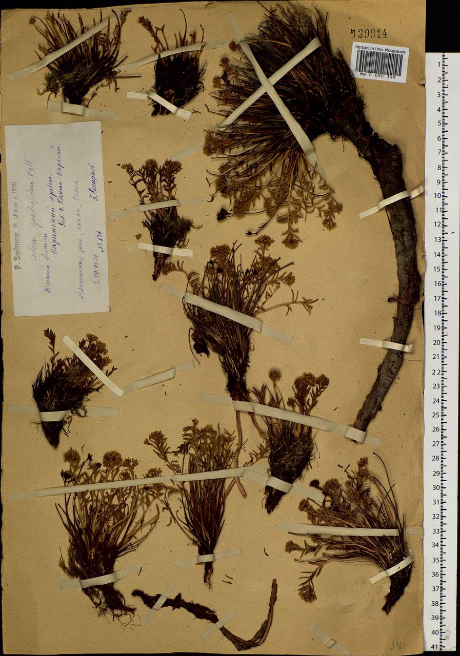 Rhodiola quadrifida (Pall.) Fisch. & C. A. Mey., Siberia, Western (Kazakhstan) Altai Mountains (S2a) (Kazakhstan)