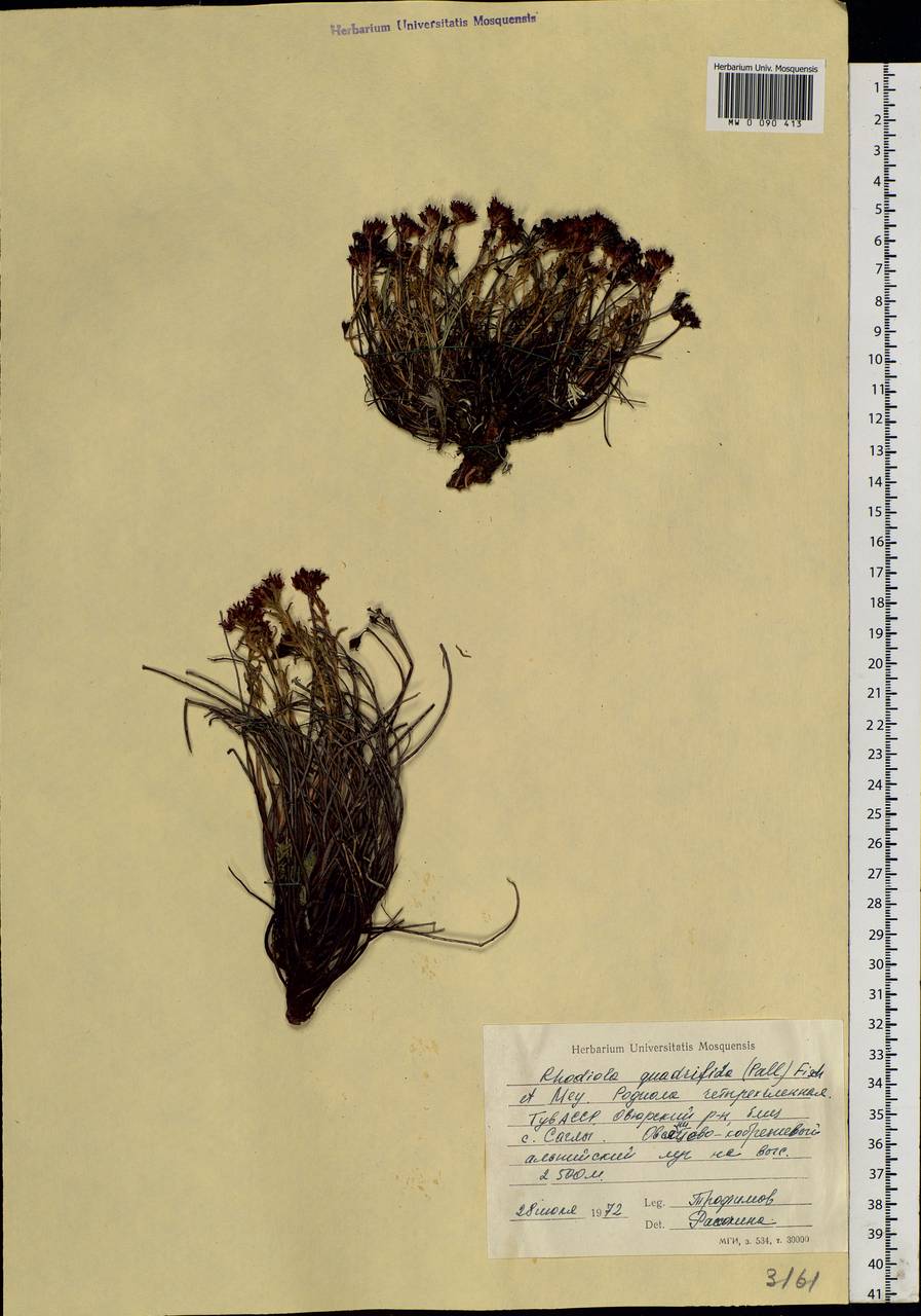 Rhodiola quadrifida (Pall.) Fisch. & C.A.Mey., Siberia, Altai & Sayany Mountains (S2) (Russia)