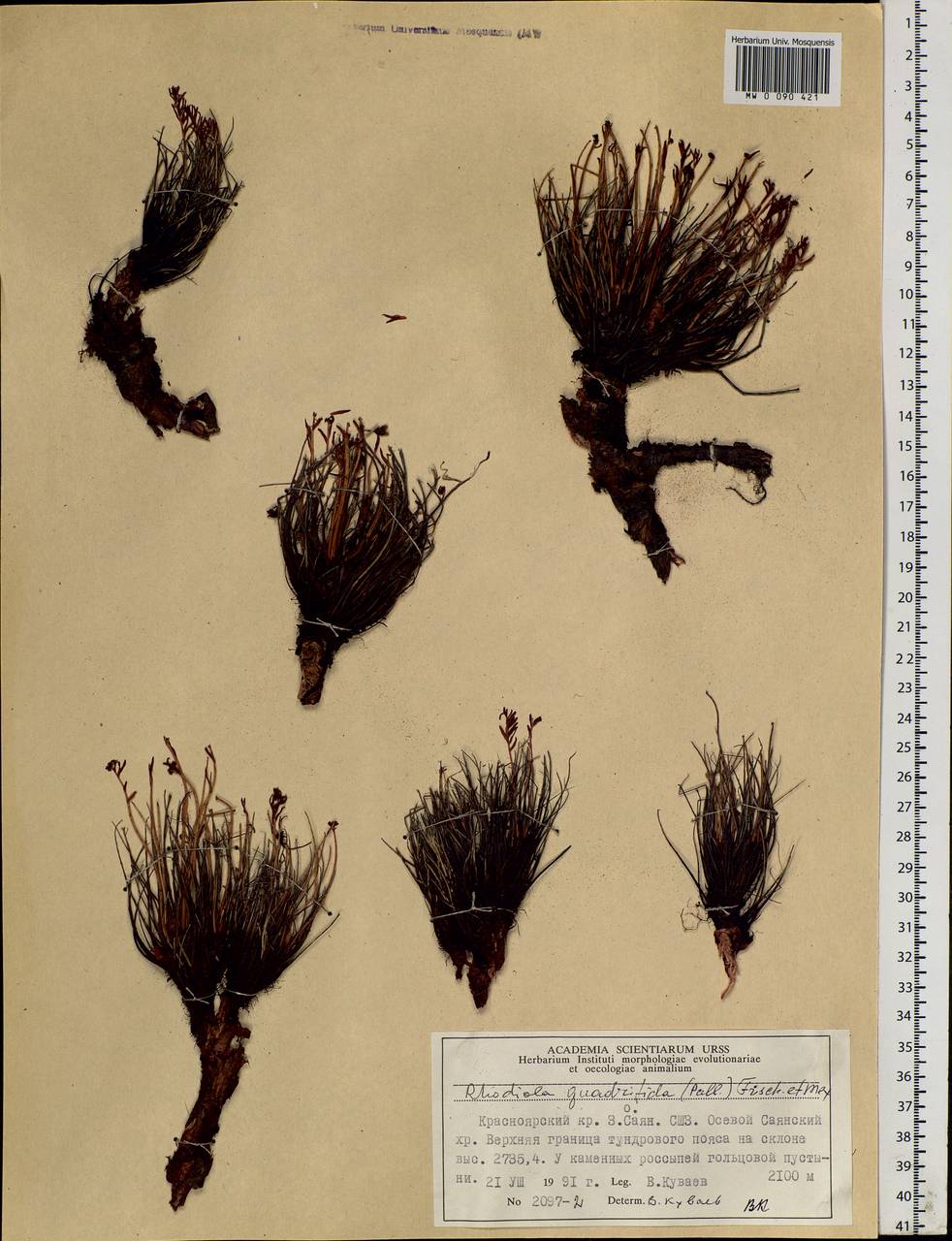 Rhodiola quadrifida (Pall.) Fisch. & C. A. Mey., Siberia, Altai & Sayany Mountains (S2) (Russia)