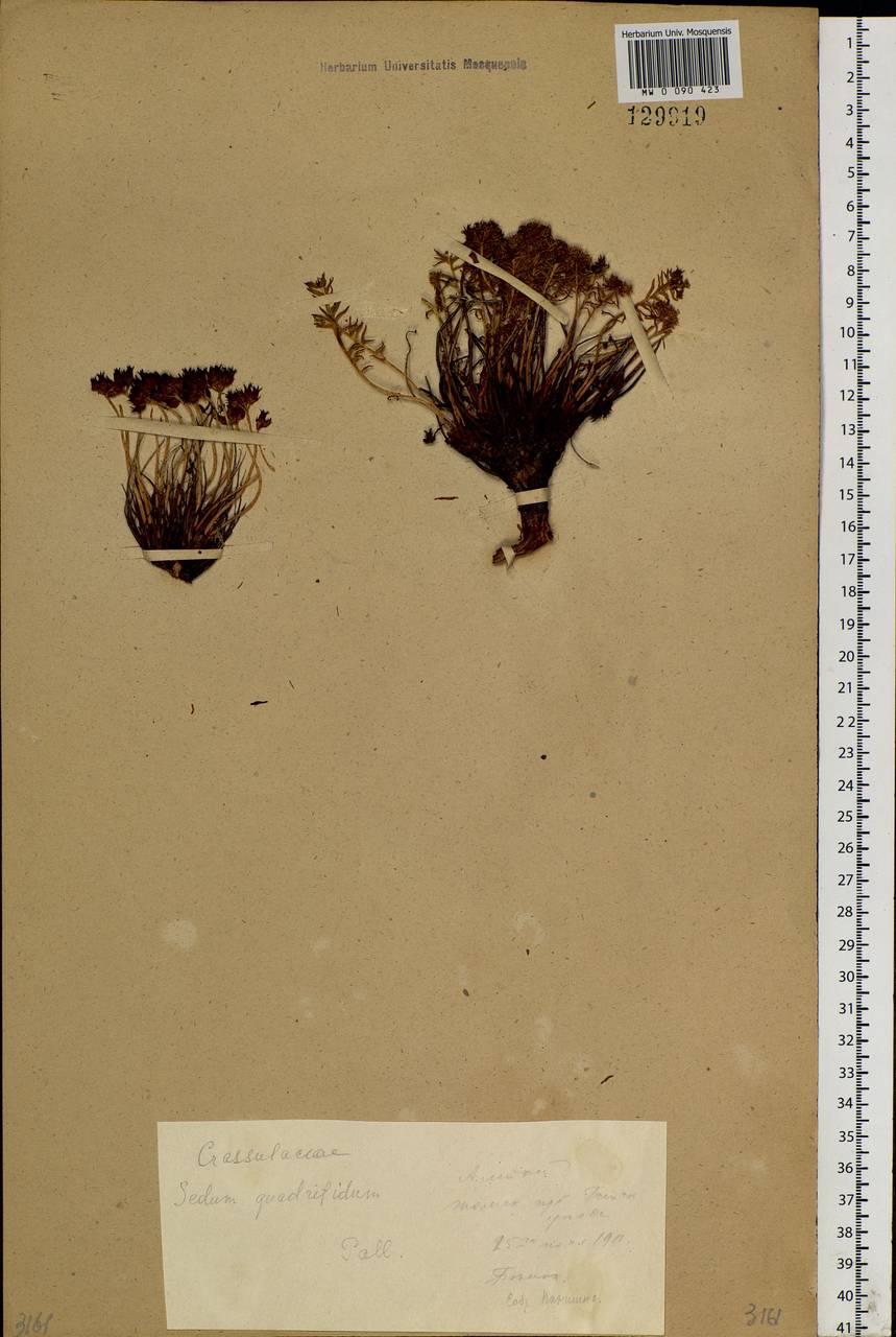 Rhodiola quadrifida (Pall.) Fisch. & C. A. Mey., Siberia, Altai & Sayany Mountains (S2) (Russia)