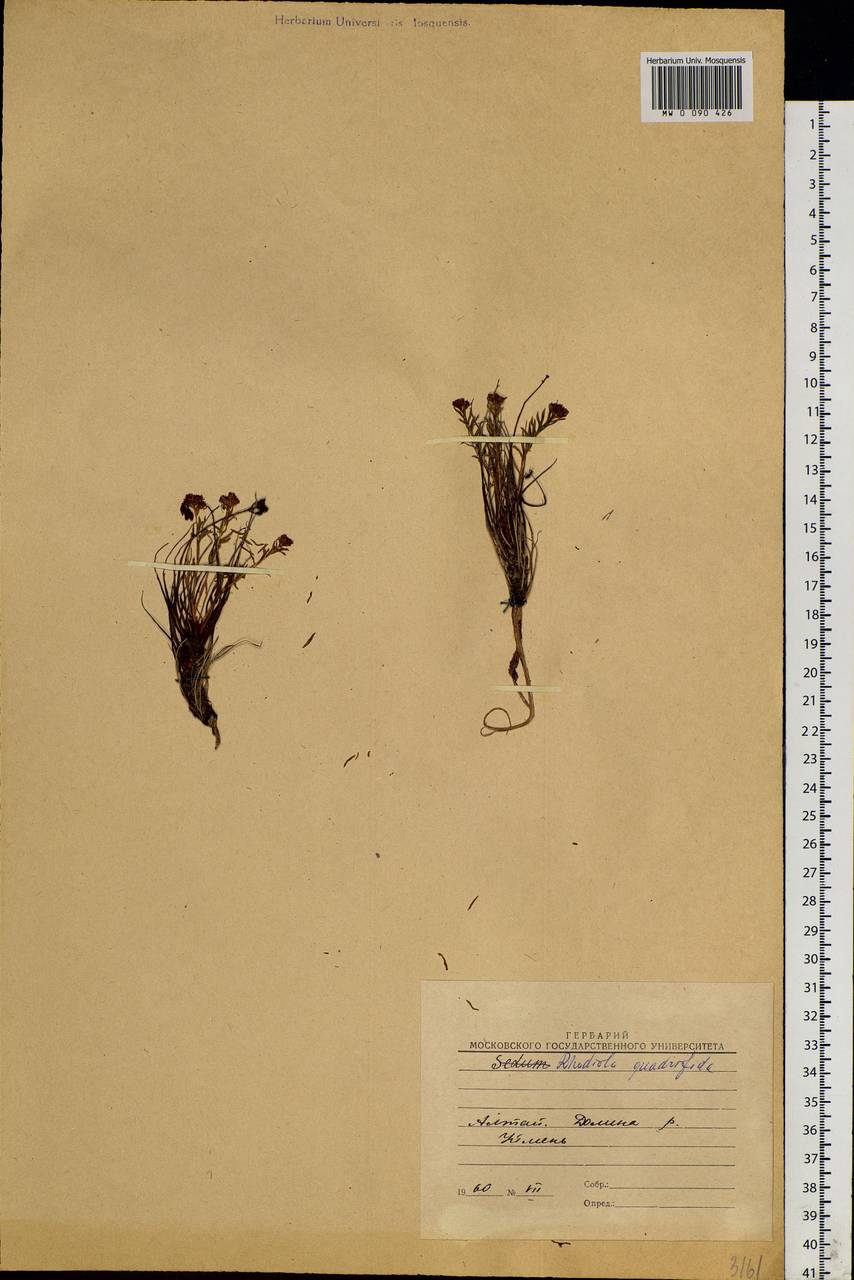 Rhodiola quadrifida (Pall.) Fisch. & C. A. Mey., Siberia, Altai & Sayany Mountains (S2) (Russia)