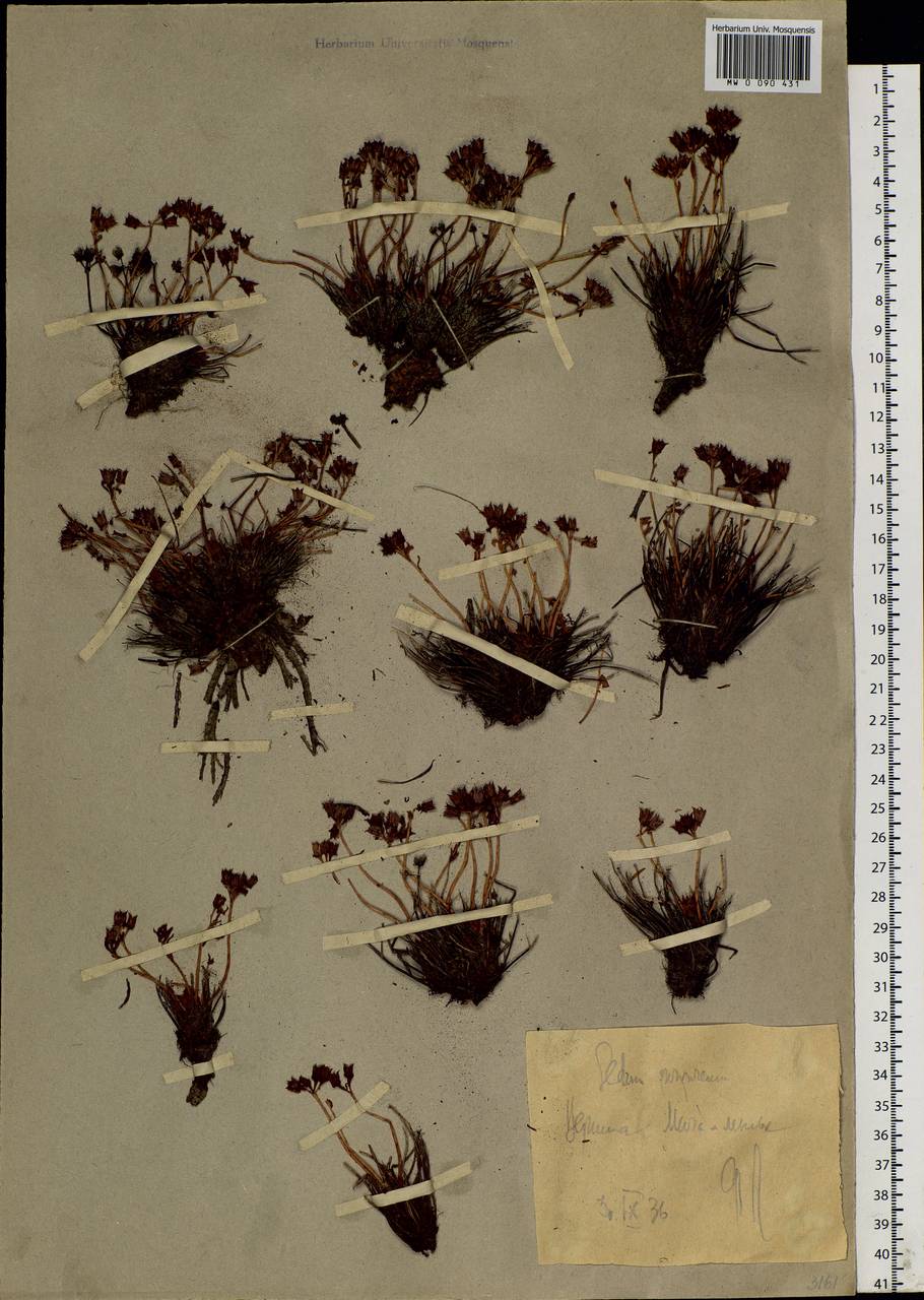 Rhodiola quadrifida (Pall.) Fisch. & C. A. Mey., Siberia, Western Siberia (S1) (Russia)