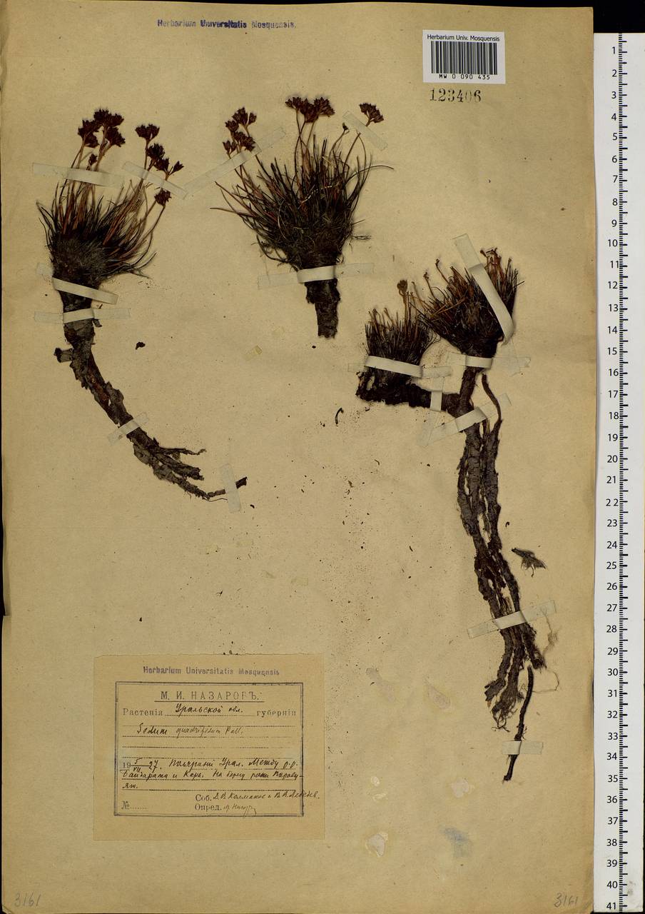 Rhodiola quadrifida (Pall.) Fisch. & C.A.Mey., Siberia, Western Siberia (S1) (Russia)